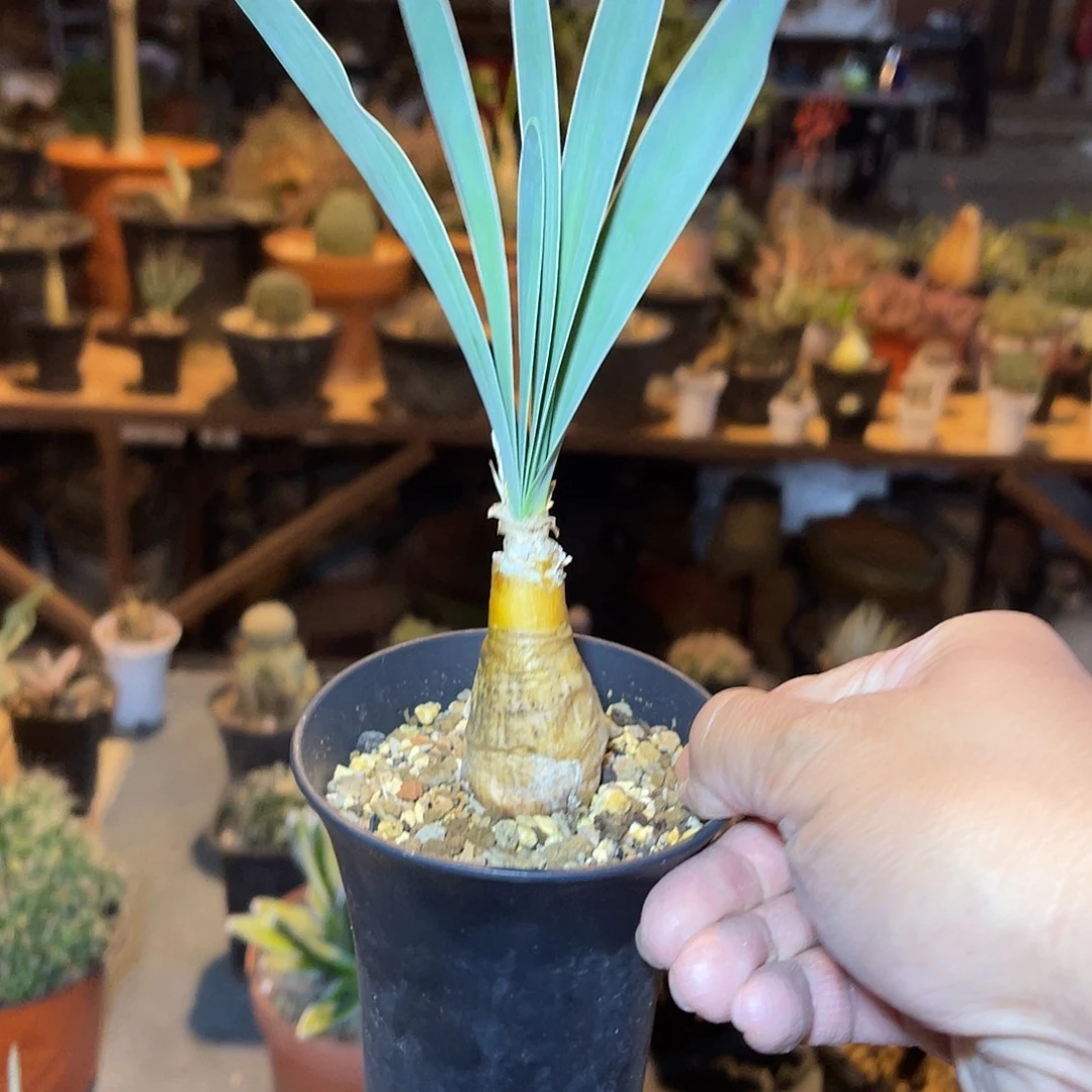 老家产地巨凤之卵