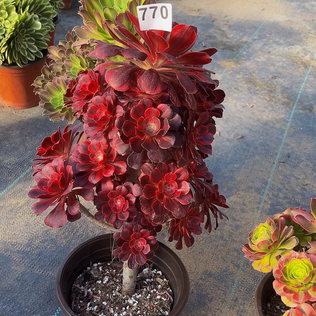 A**光多肉植物一物一拍770