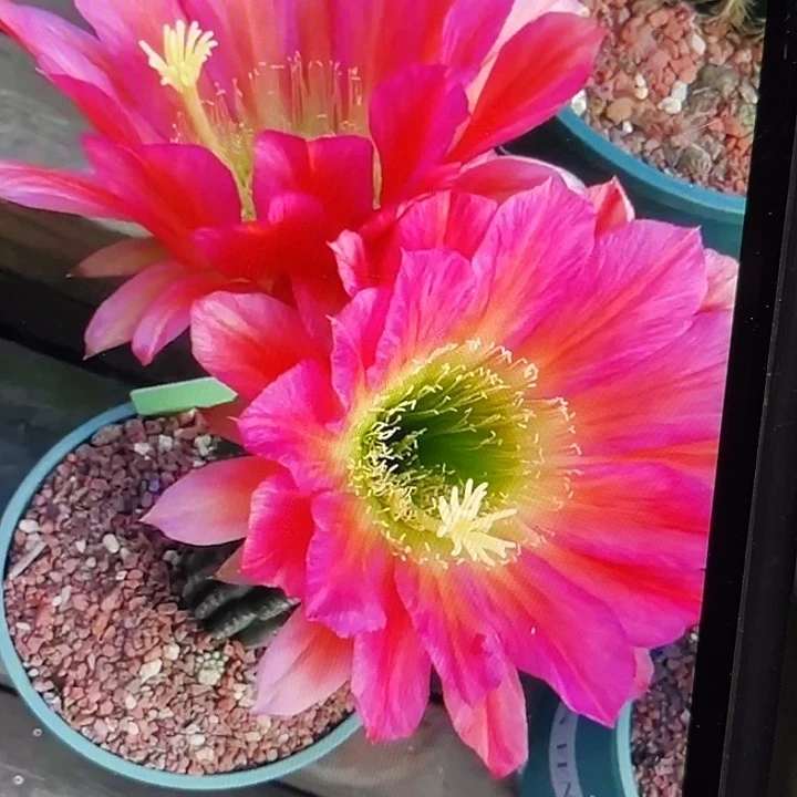 粉花绿喉毛花柱15厘米起