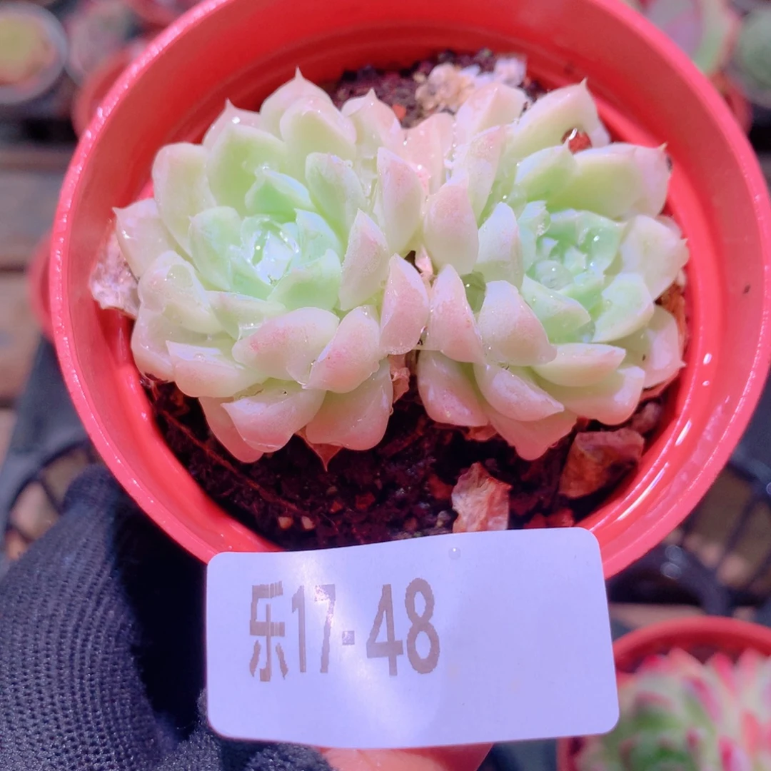乐然17-48 白月影