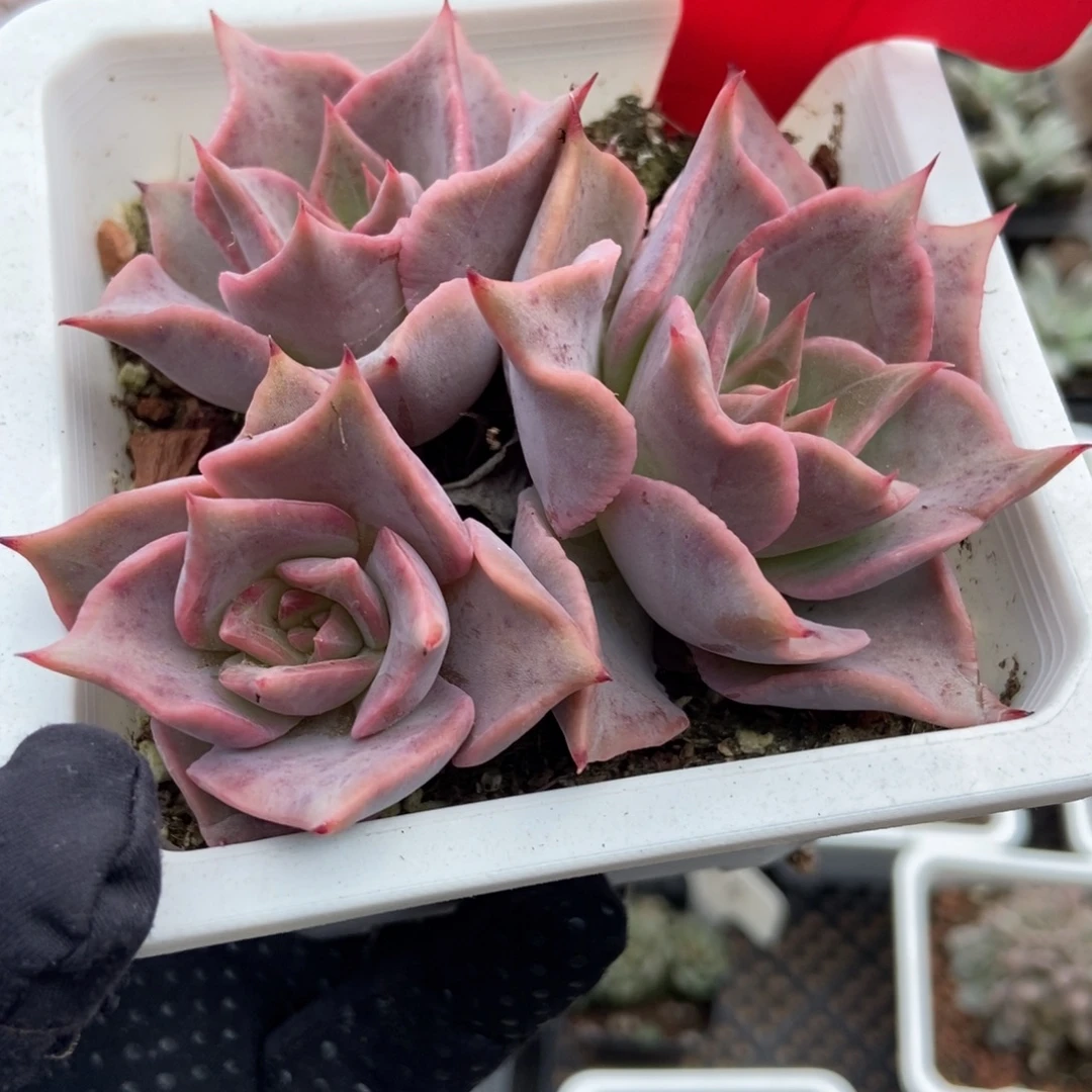 981饺子皮多肉植物保护