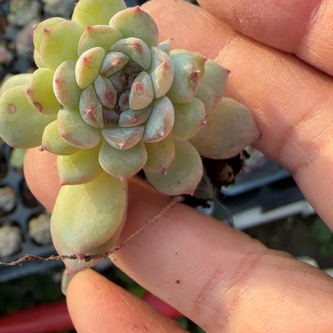 小卡拉米糖心一物一拍