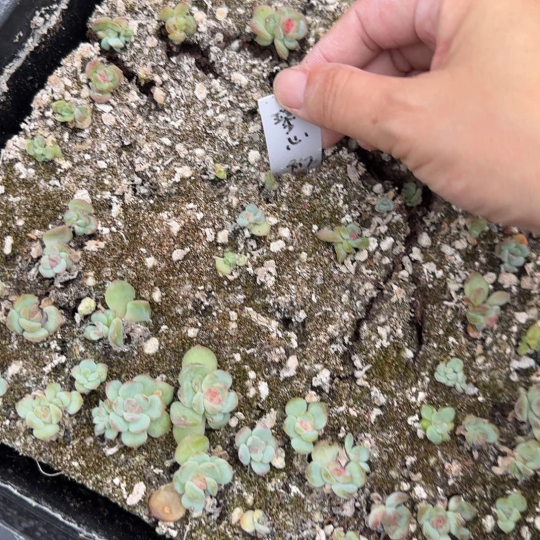 1093 号三半框满20包邮