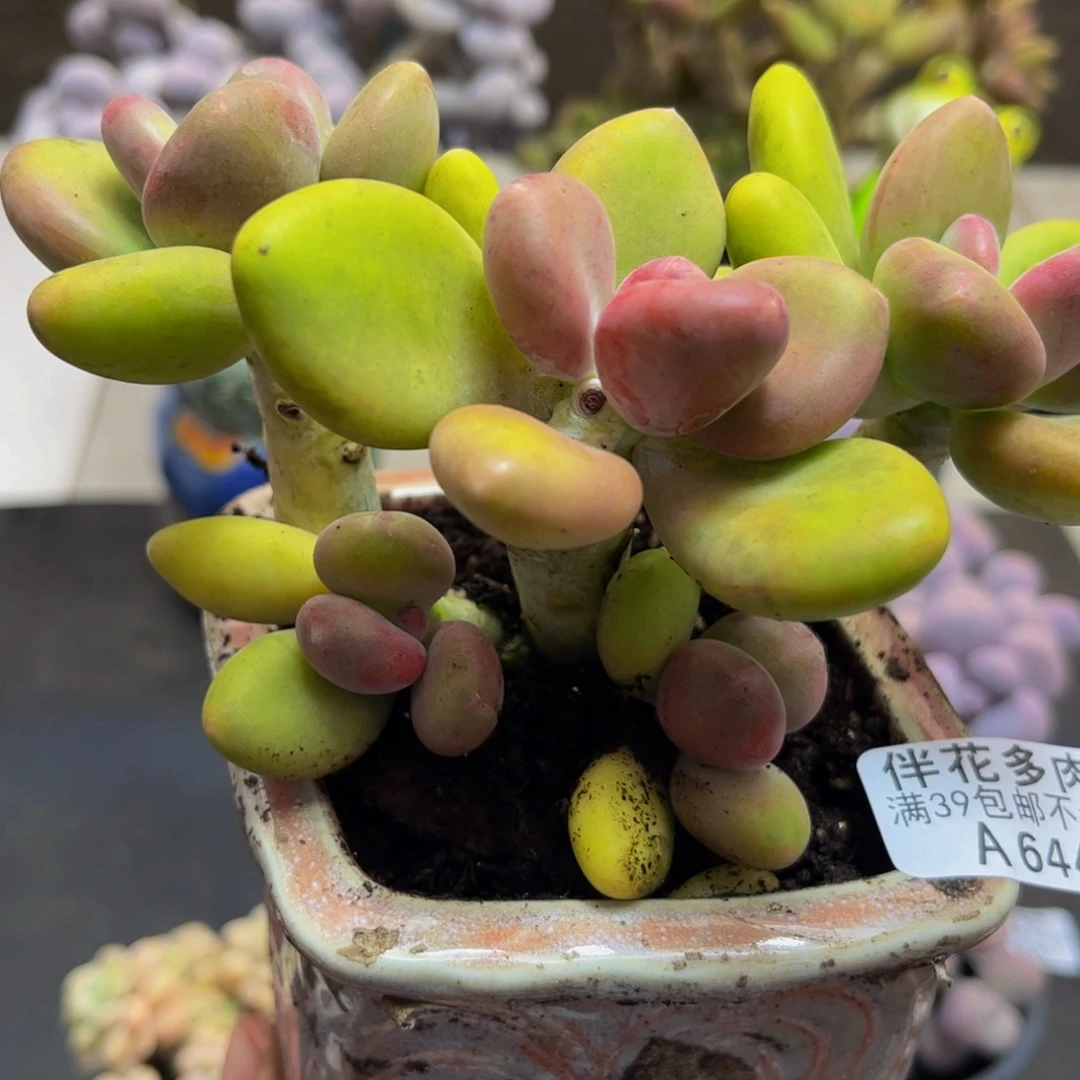 644/12cm芒果奶多肉植物