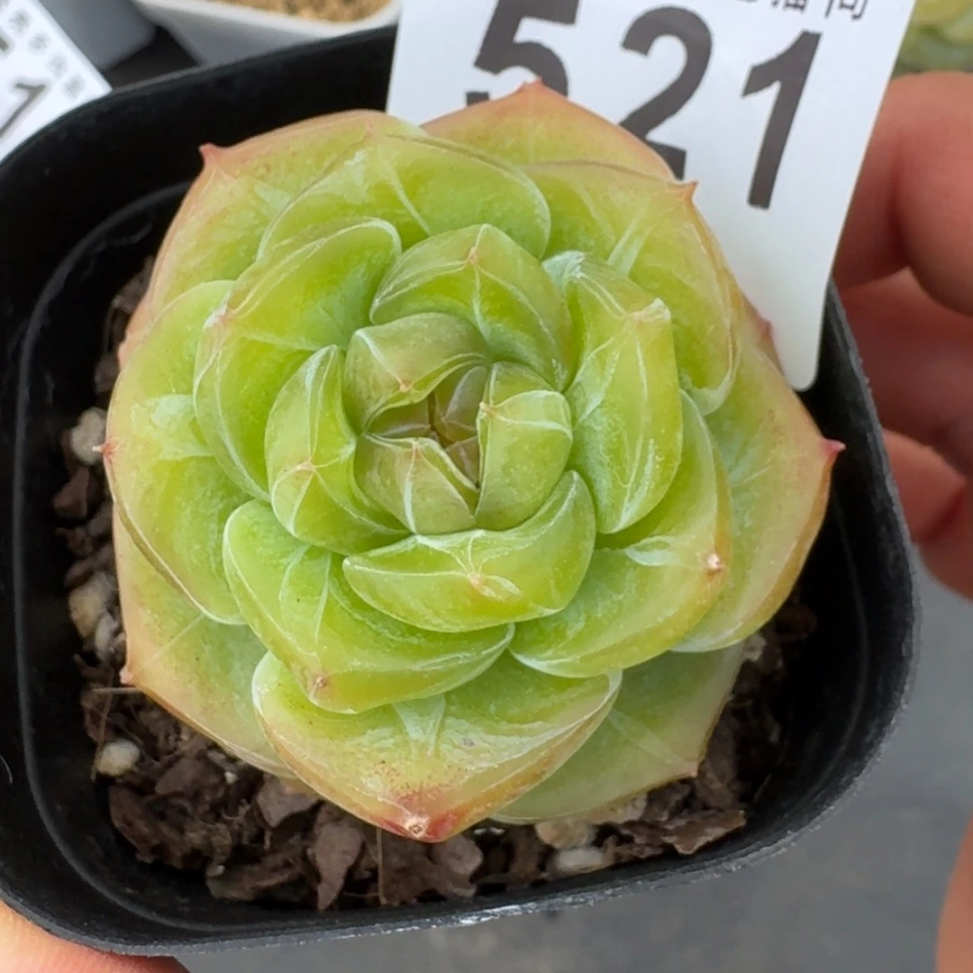母本珍妮        精美多肉植物