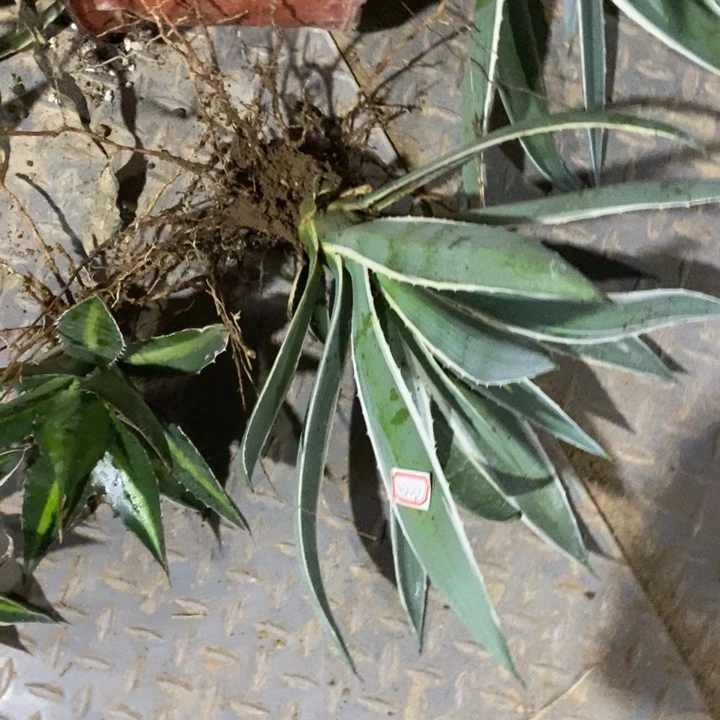 熹***瑞完美主义者勿拍银边101409