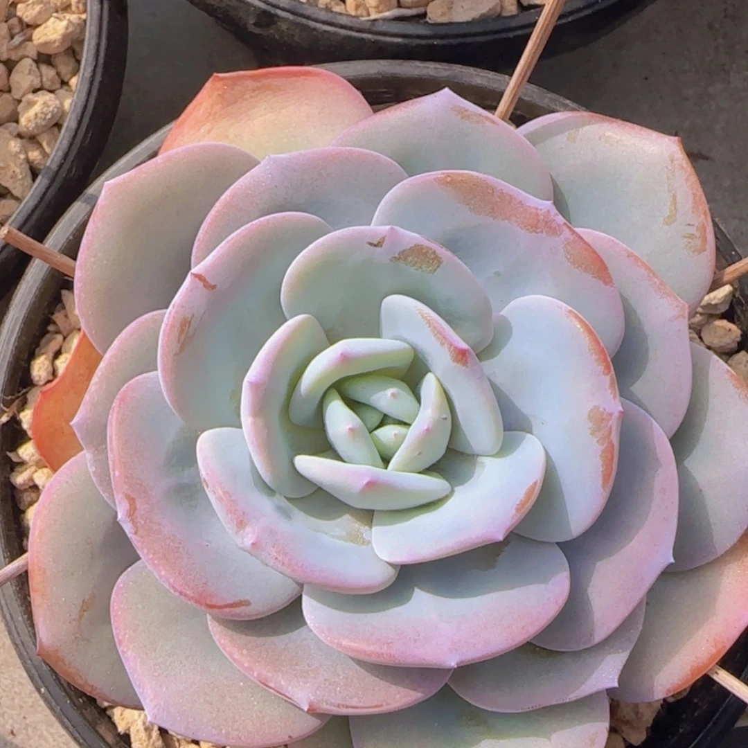 【闪购商品】单头奶茶