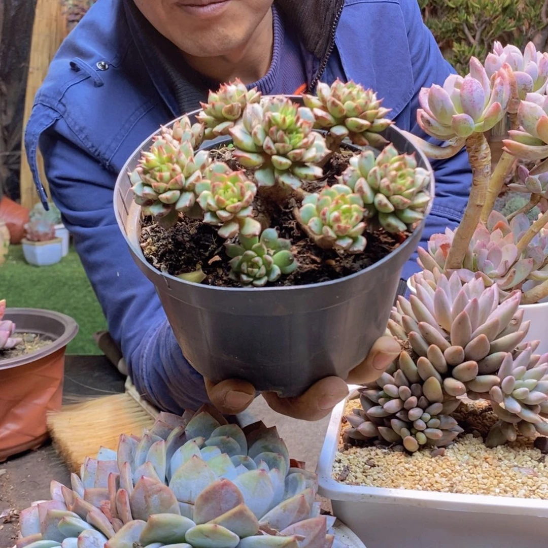 花****雾87号雪燕多肉植物