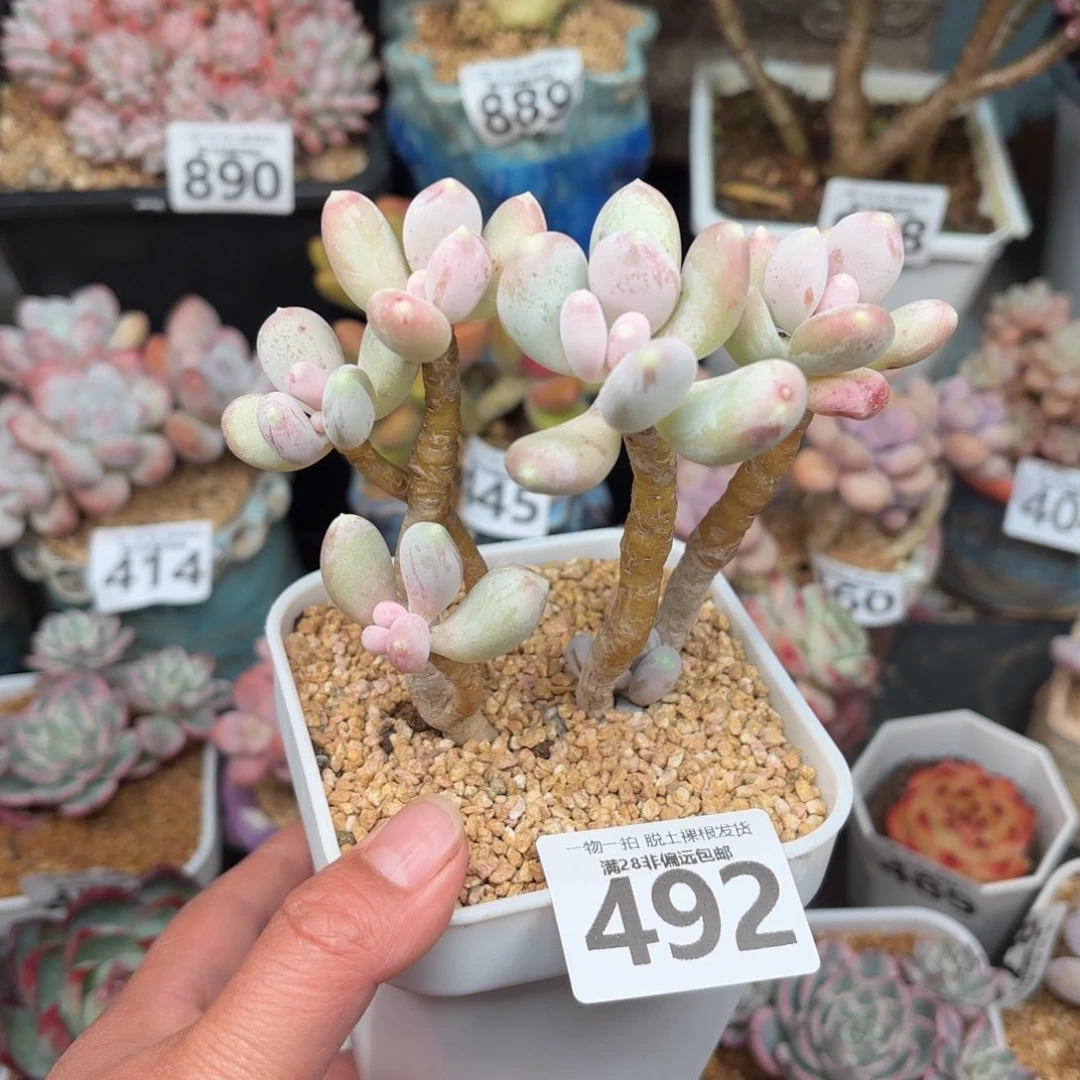 苹果奶老桩无盆土发货