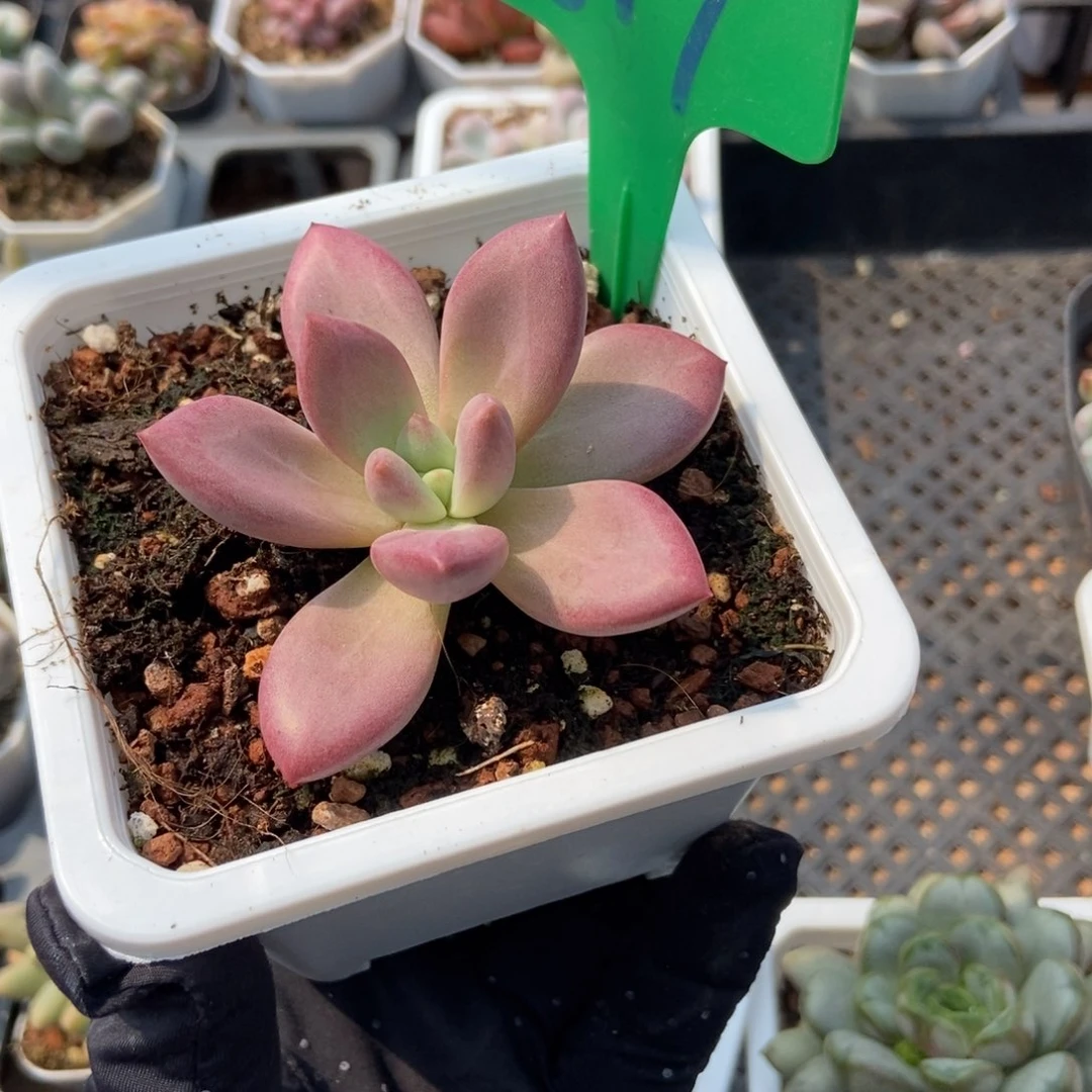 817赫菲多肉植物保护