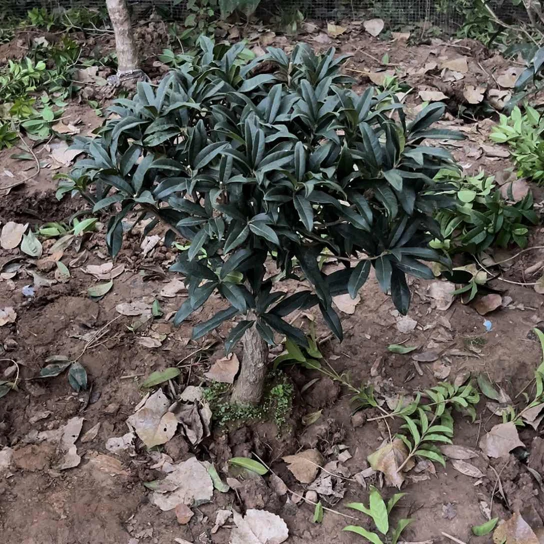 当前无花栽培后可以开花山****店