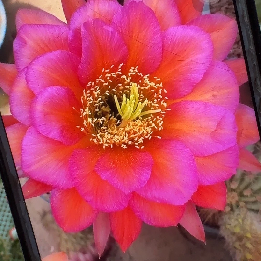 阿不里侧芽5公分毛花柱仙人球