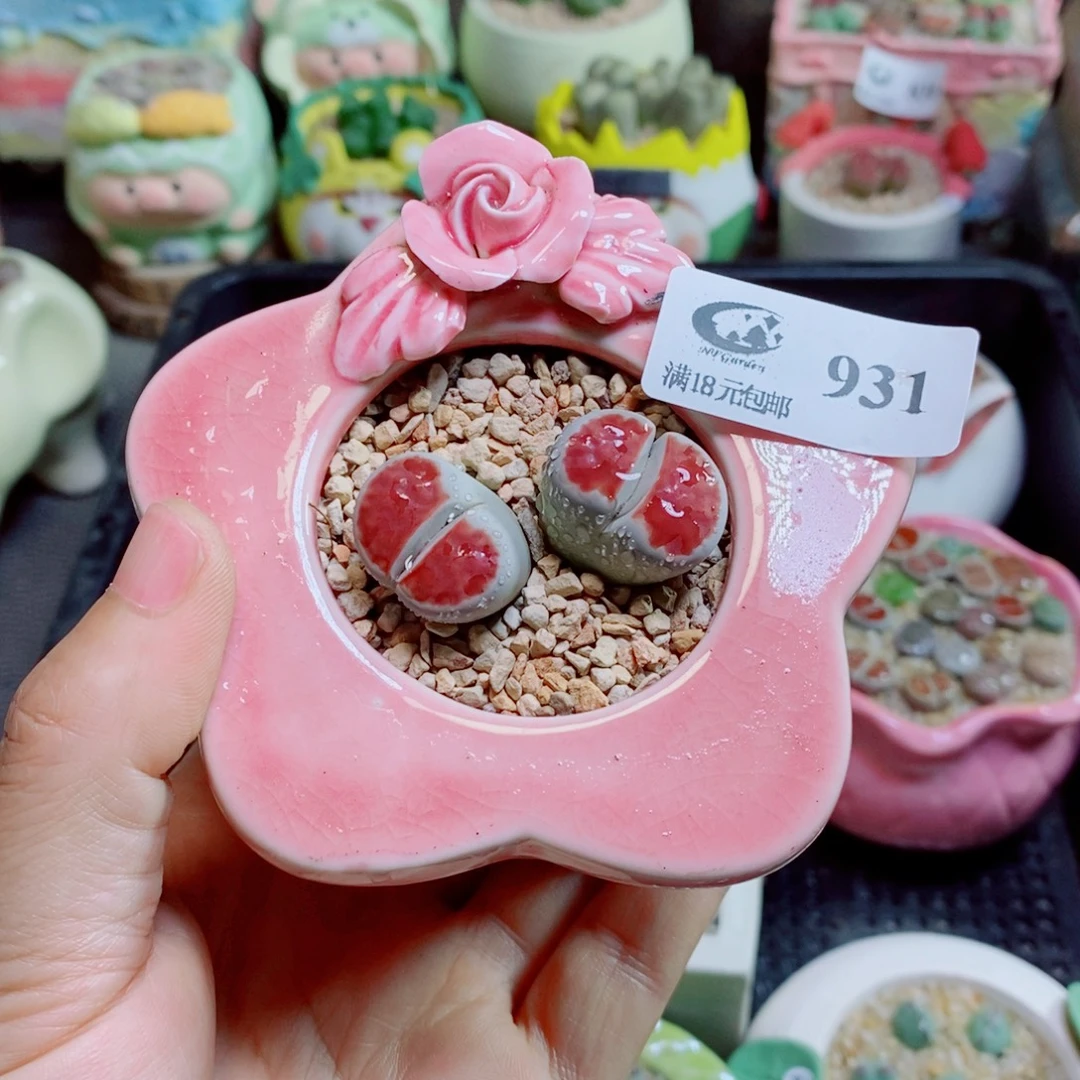 生石花花花花花花花931