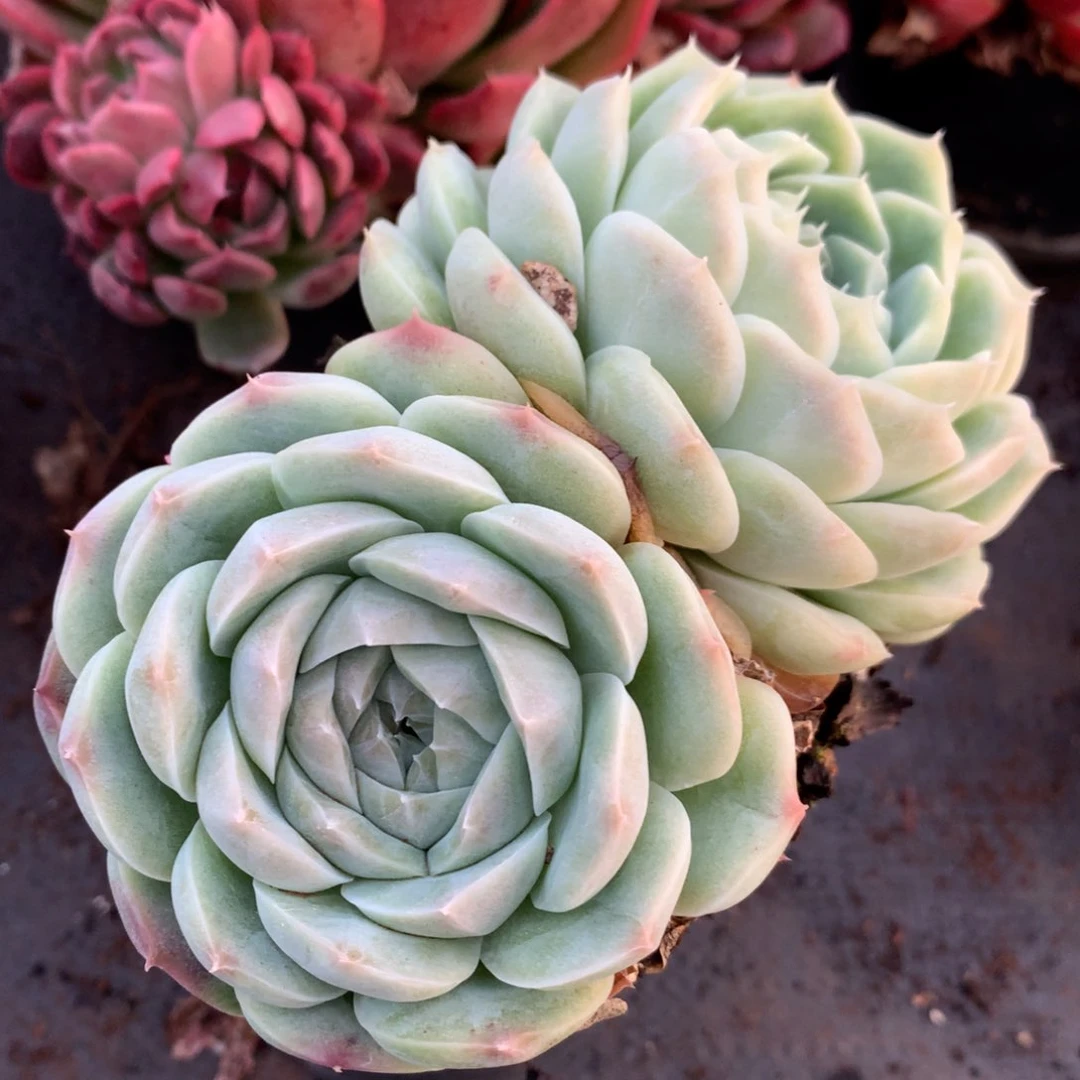 6175新年快乐发发发