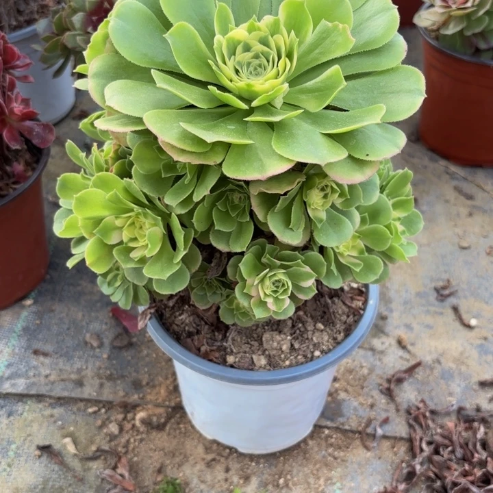 瑞妈多肉园艺376。辛尼亚，