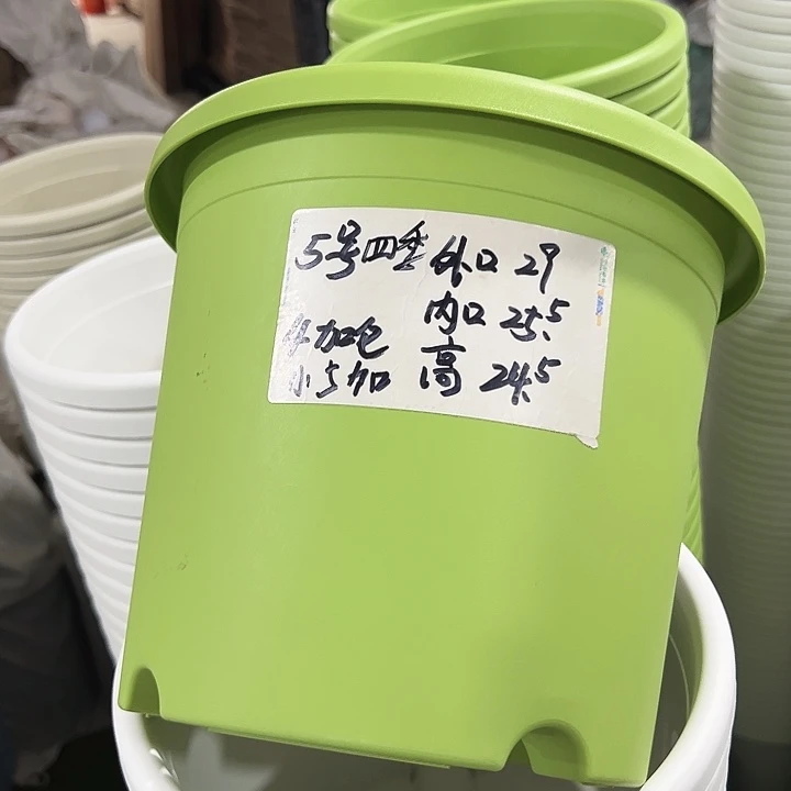 特价5号四季口29高24.5果绿无托5只