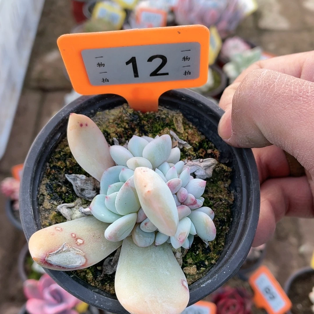 【闪购商品】12号多肉