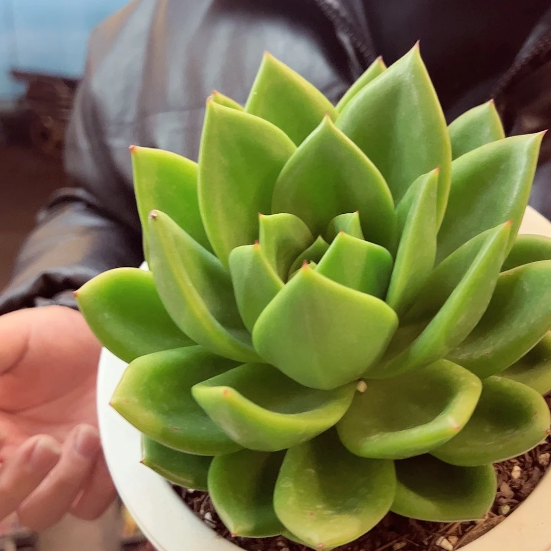 翠花大单头多肉植物