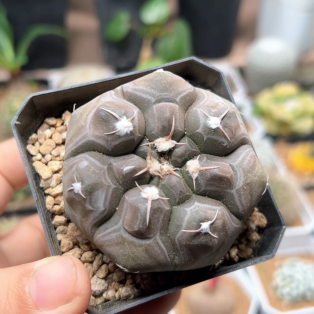 无花朵大尤龟甲铅皮实生母本5.9CM