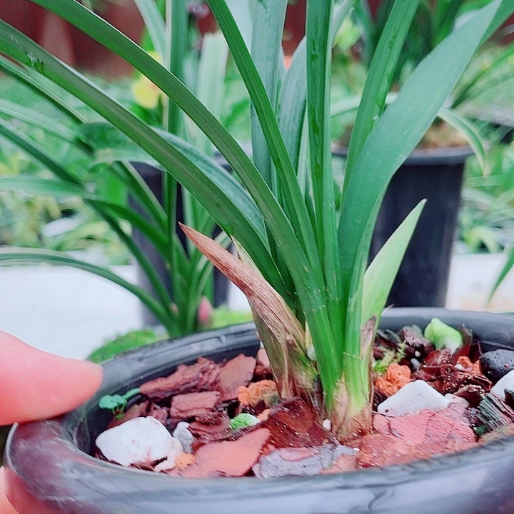金***葵无花朵一物一拍开花