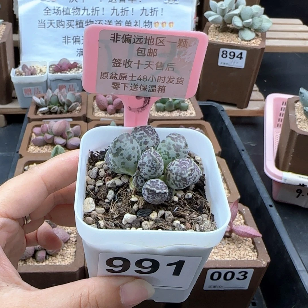 991达摩海报多肉植物