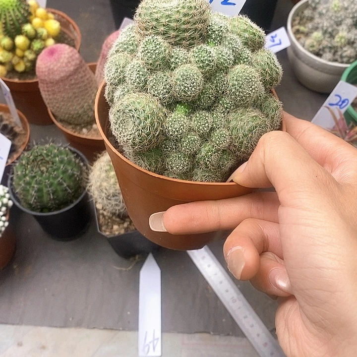 ℒ****一物一拍一棵仙人球