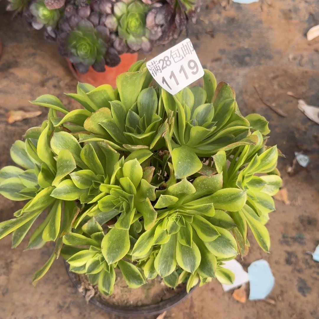 青檬多肉1119满28包邮断枝不包