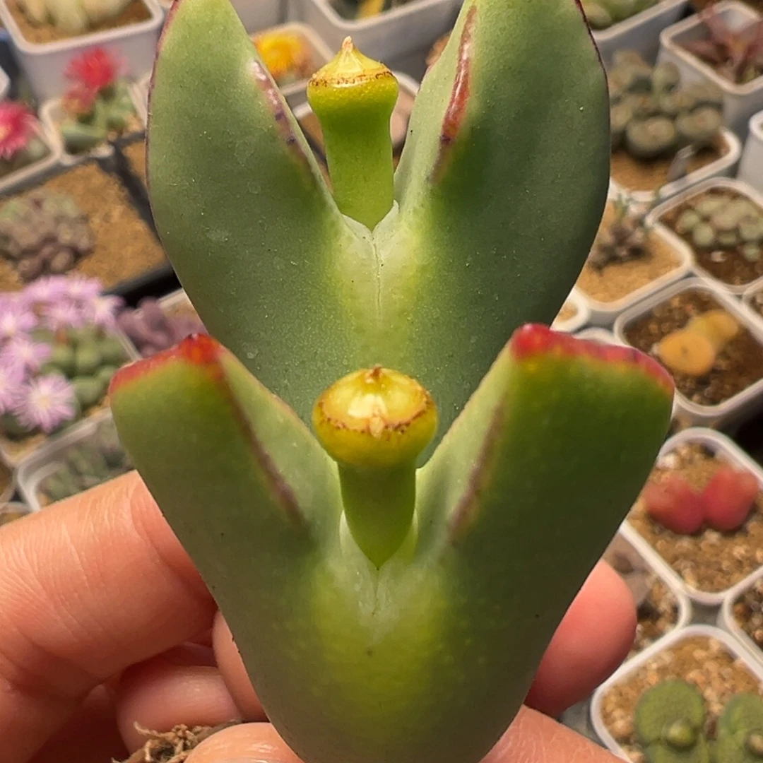 香蕉巨将皮卡丘尖耳朵多肉