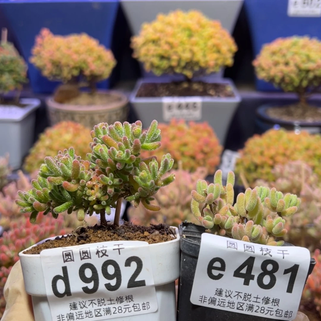 【闪购商品】天***?d992e471冰川闪闪枝干番杏