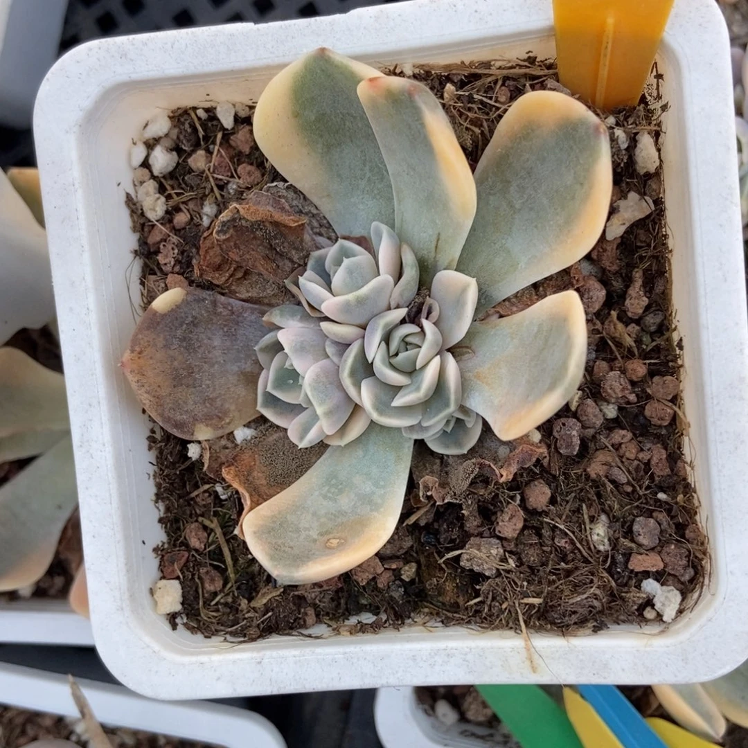 521汉堡锦多肉植物