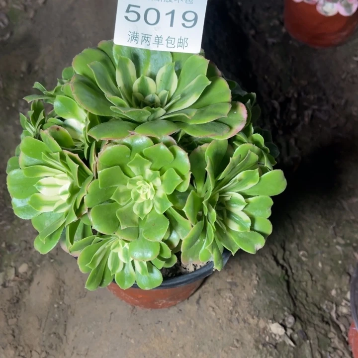 5019辛尼亚的人多肉的