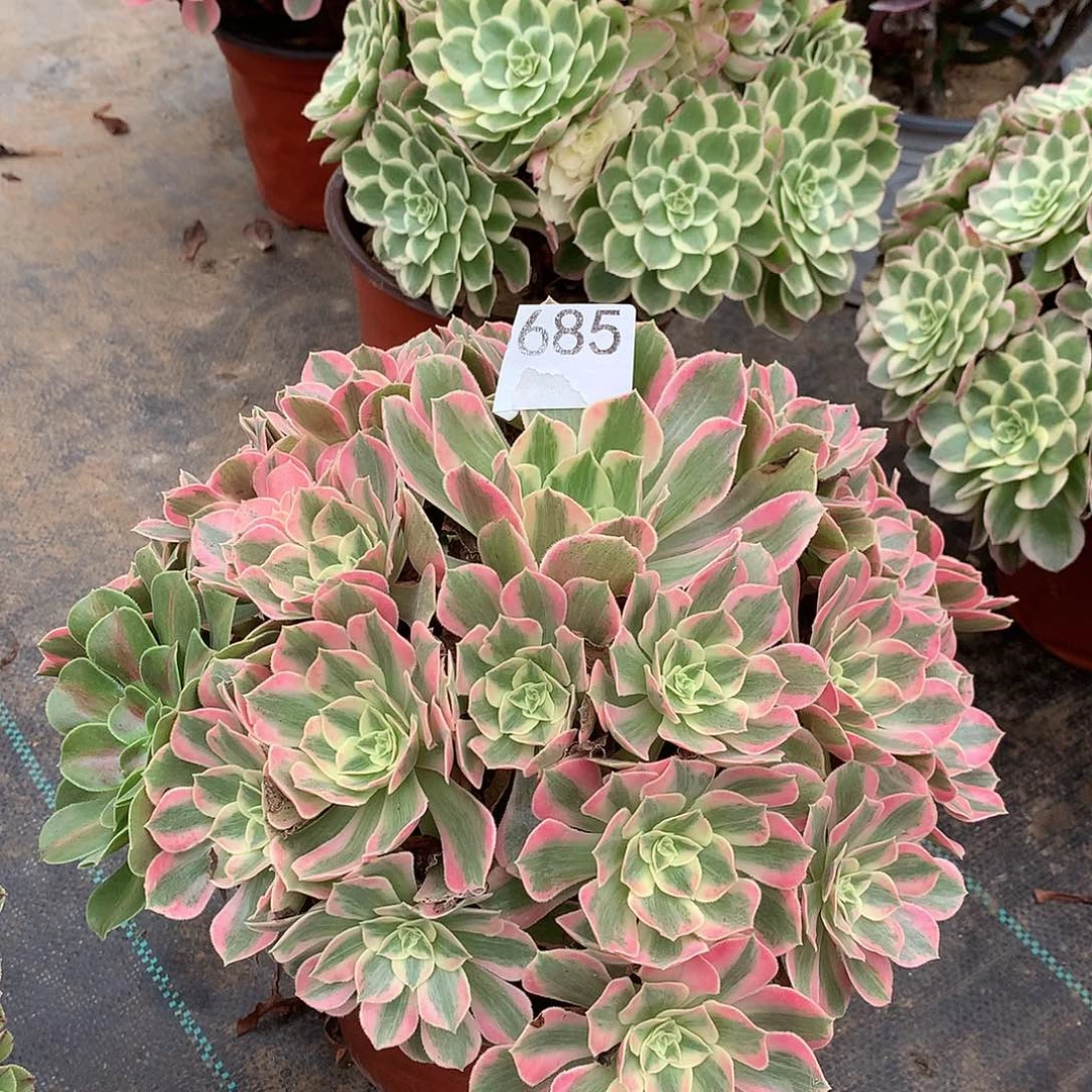 貂***.685.红粉家人多肉植物