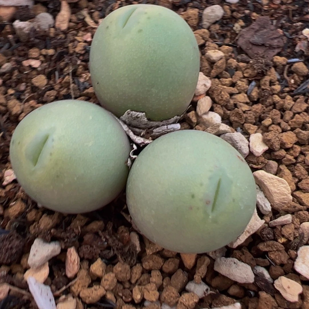 透明嘴爱心小拳拳多肉百科