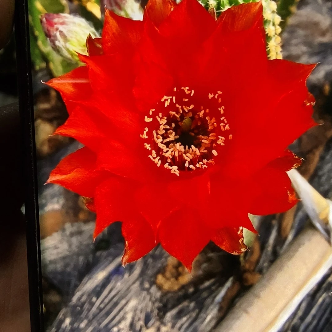 金刚娇姬侧芽歪20包邮/高4公分