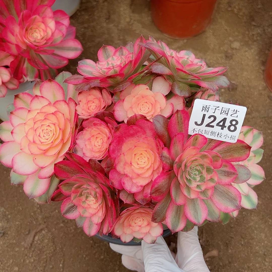 248荔枝尺寸尺寸20左右