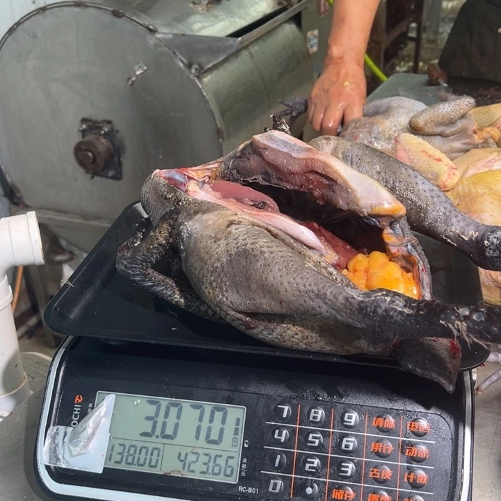 一号公鸡食用农产品中国大陆彩*?