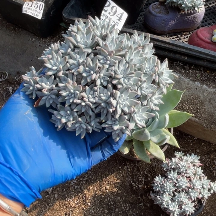 294号白菊多肉植物
