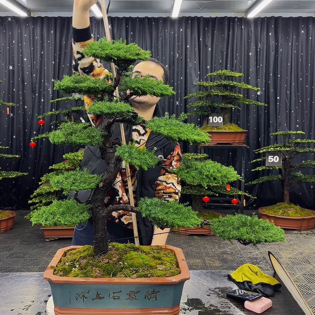 龙爪松高端造型盆景