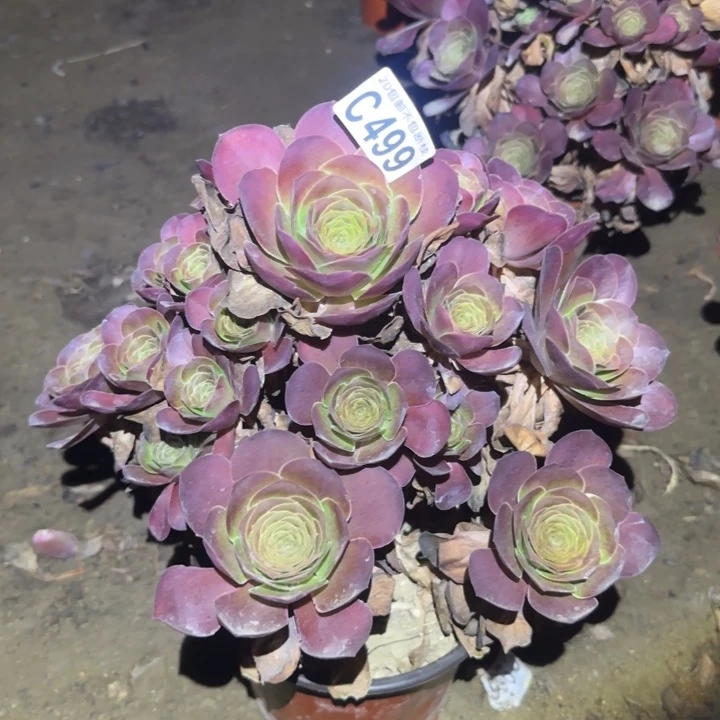 魅金……多肉植物的