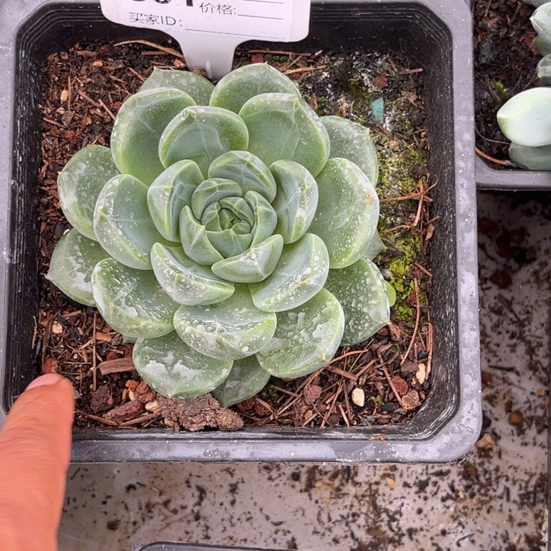 韩货多肉植物单头801