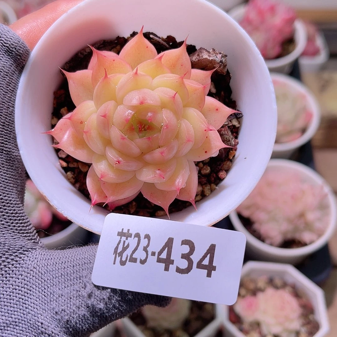 花23-434海王单头