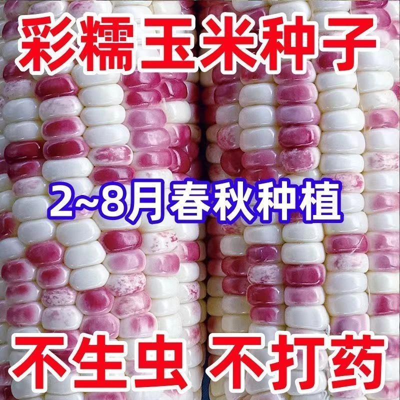 彩甜糯玉米种子原装正品高产苞米包谷大棒香甜花玉米种子春秋种植