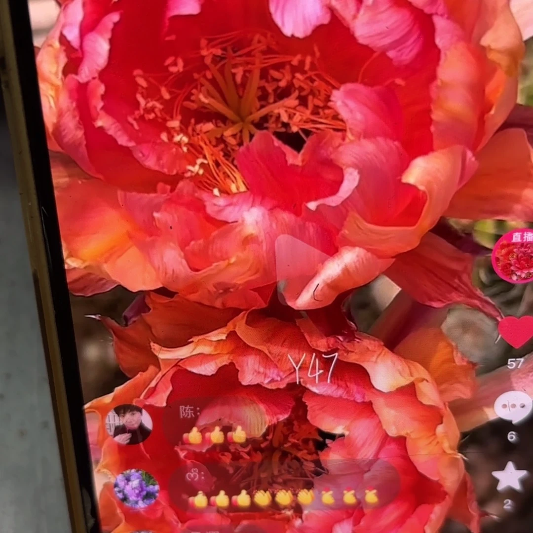 Y47彩侧牙20包邮仙人球15