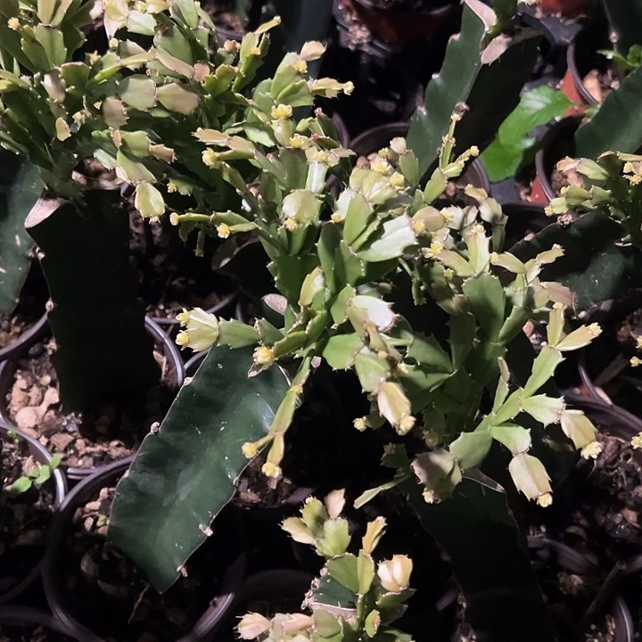 秋***芳050.060.各一片叶