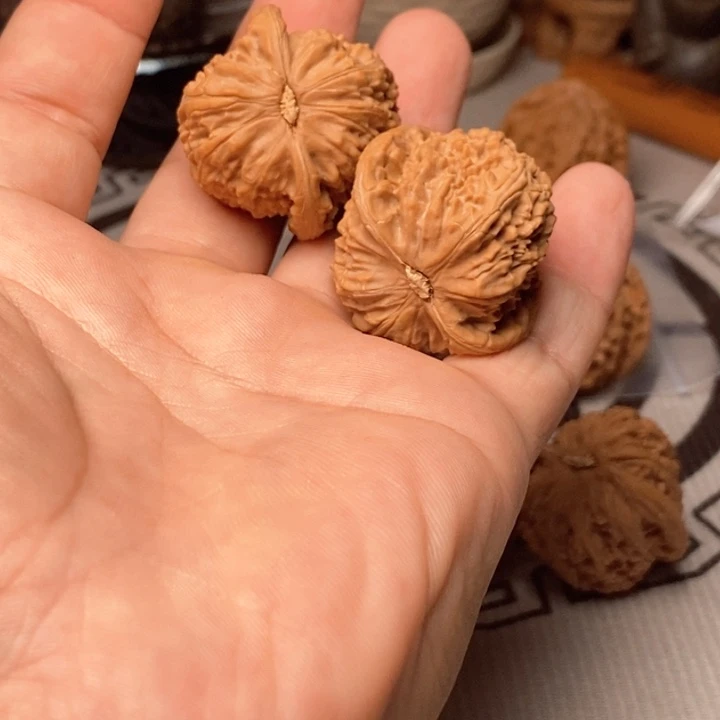 荒小白狮子一对儿的