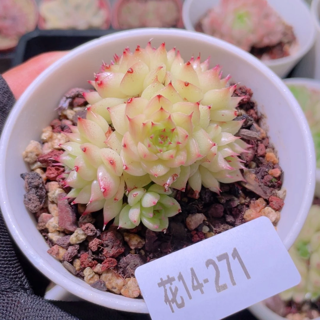 花利美14-271海王