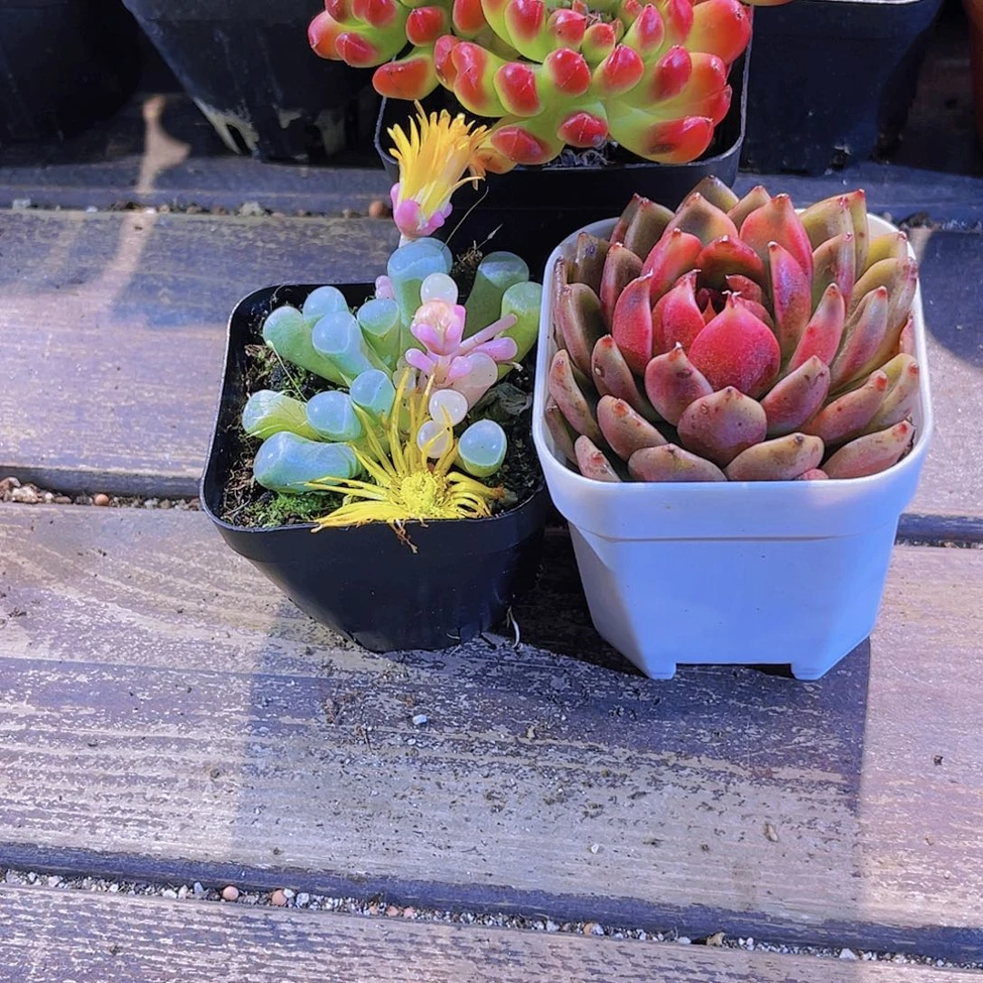 五十铃锦 玫瑰。红灯笼