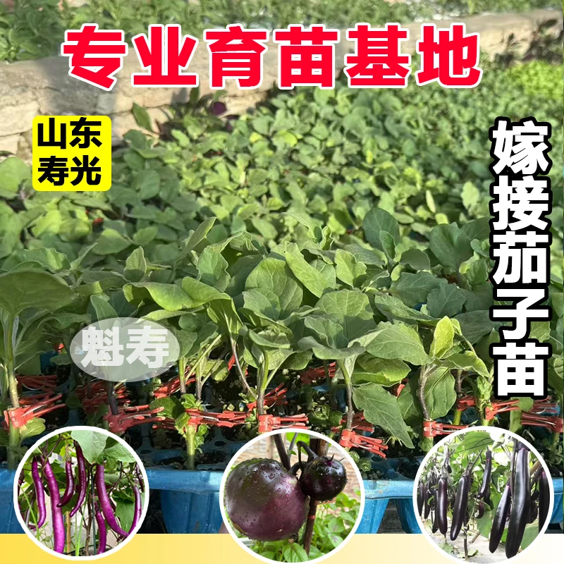 各种茄子苗混装长茄种子茄子种籽冬春夏秋四季茄子苗秧苗蔬菜种孑