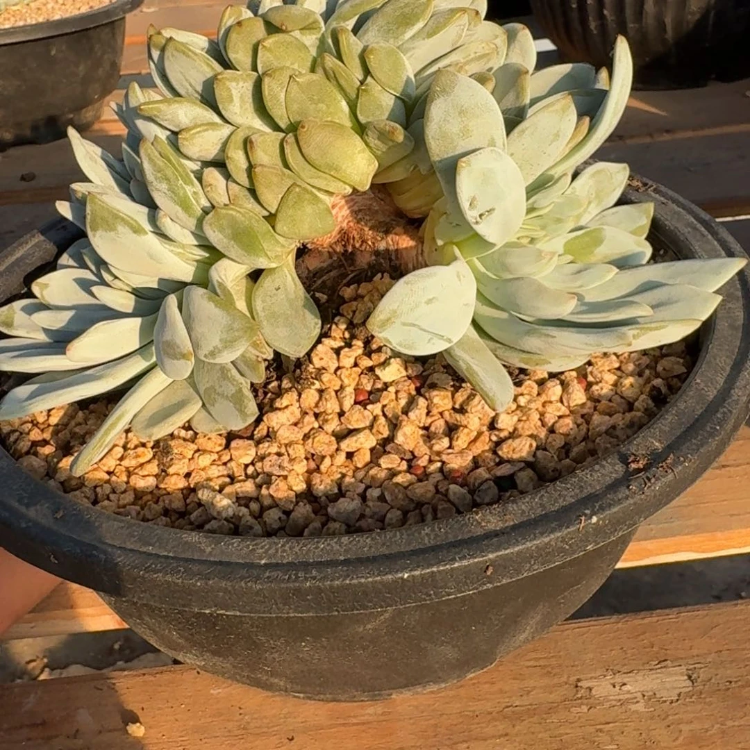 星影树缀无砍多肉