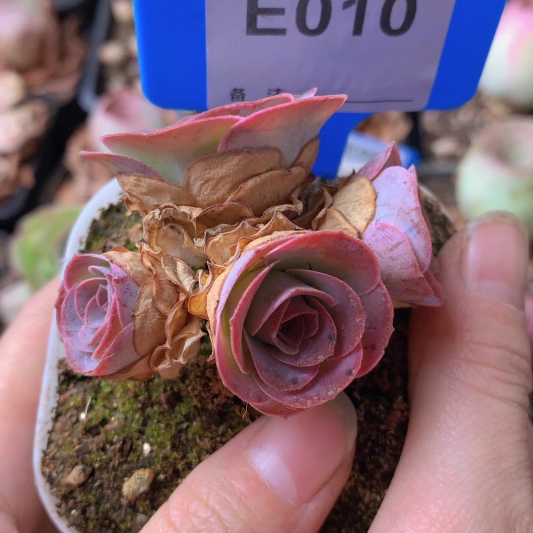 一物一拍孤品福利010